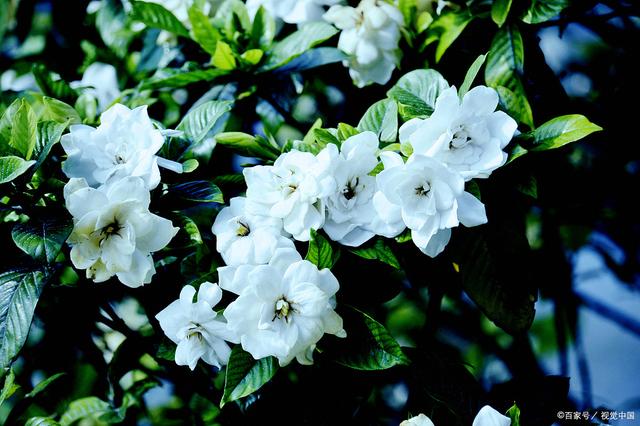 英亚官网_香肠的做法_香肠怎么做_想聊就聊的菜谱